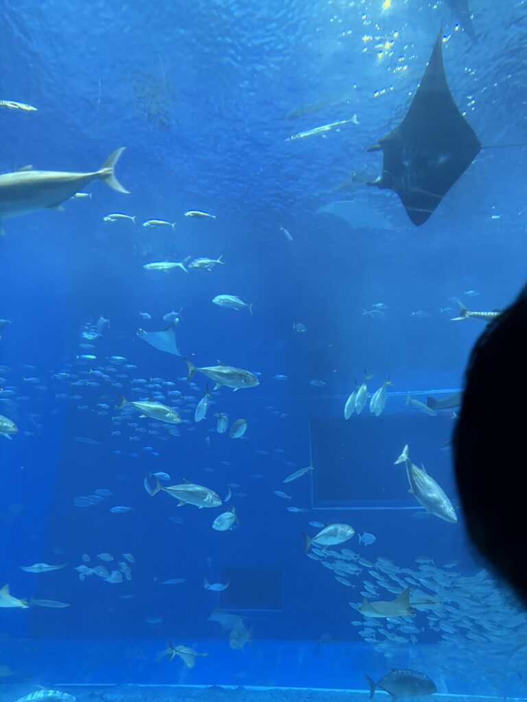 美ら海水族館の館内、色とりどりの魚が泳ぐ水槽