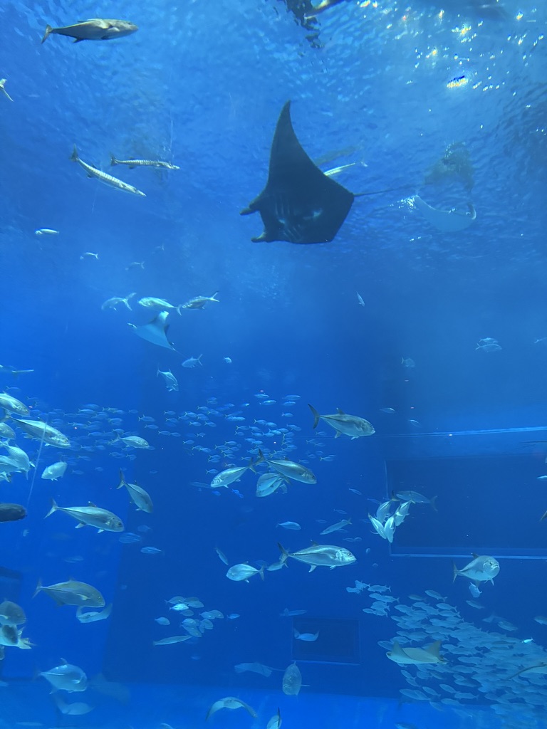 黒潮の海水槽でジンベエザメとナンヨウマンタを眺める子どもたち