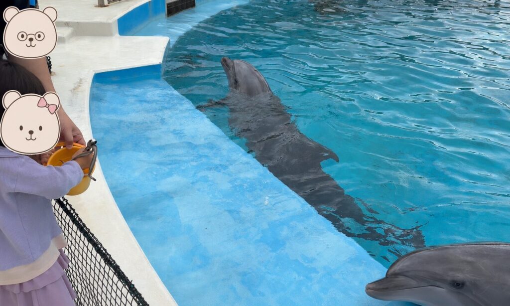 イルカ・ウミガメ給餌体験の様子