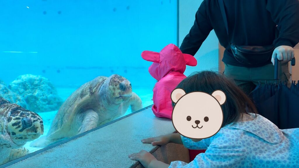ウミガメ館でウミガメ観察