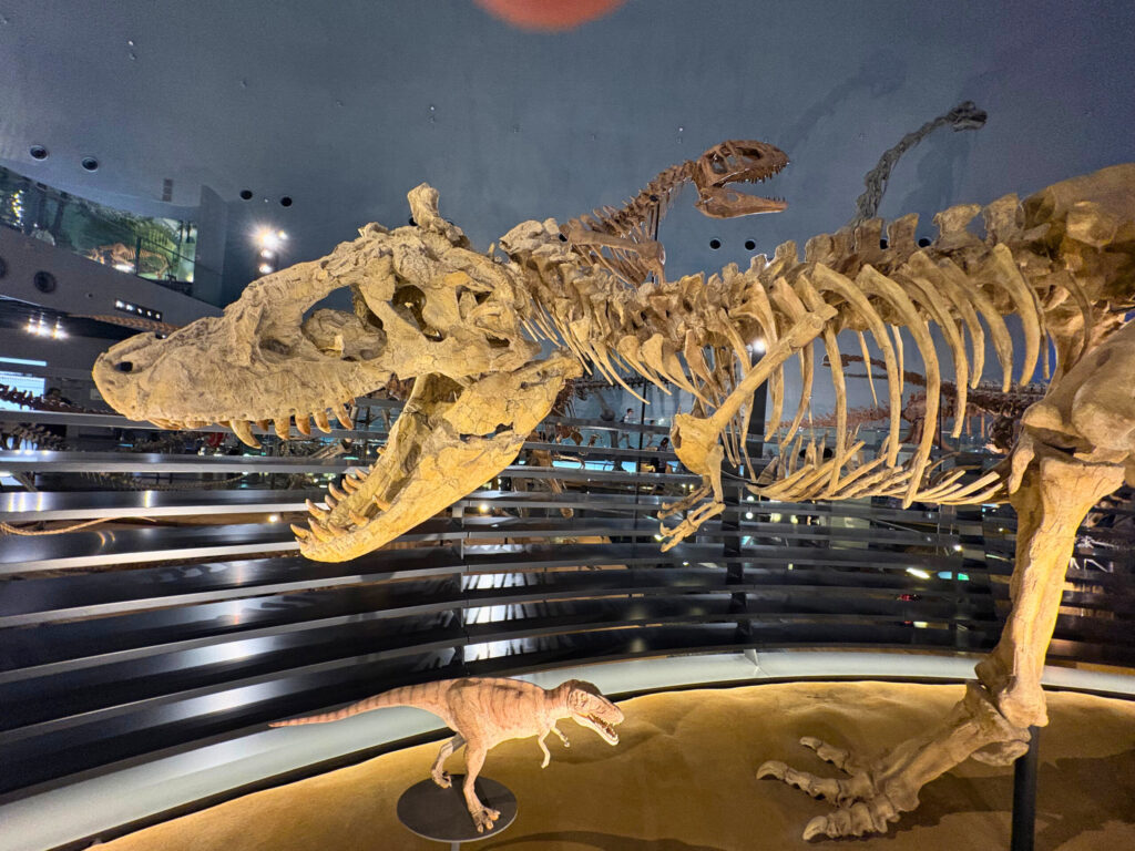 福井県立恐竜博物館の恐竜の展示
