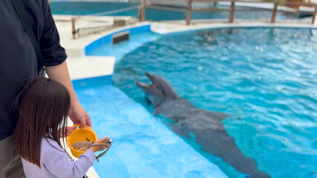 美ら海水族館でイルカの給餌体験